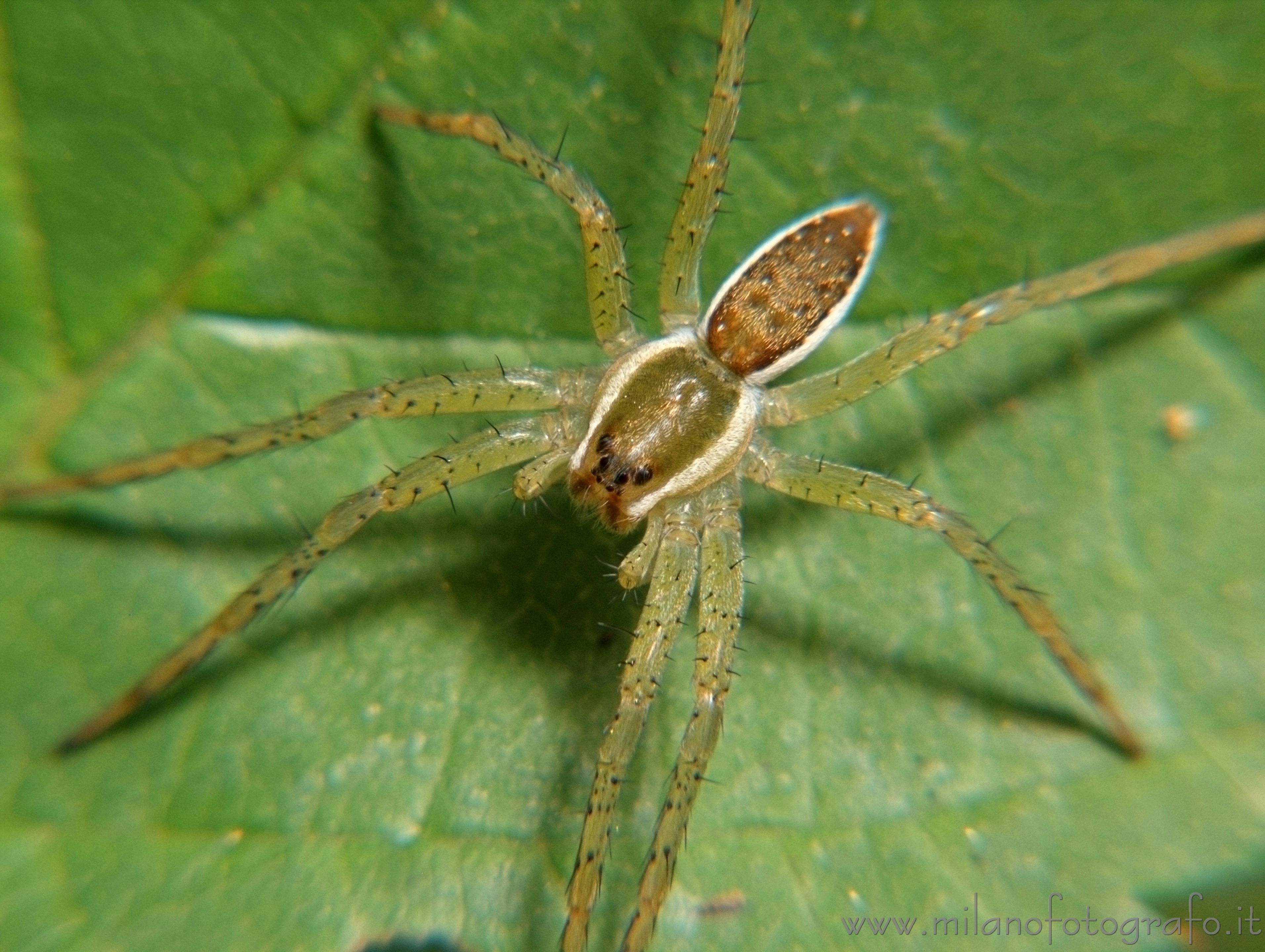 Cadrezzate (Varese, Italy) - Young Pisaura mirabilis